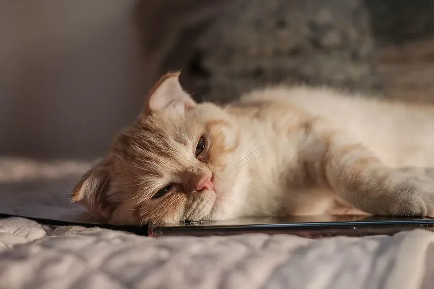Sinais de Doença nos Olhos dos Gatos: O Que Todo Dono de Gato Deve Saber