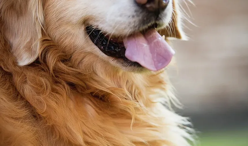 Tratamento de Condições de Pele em Cães: Um Guia Completo