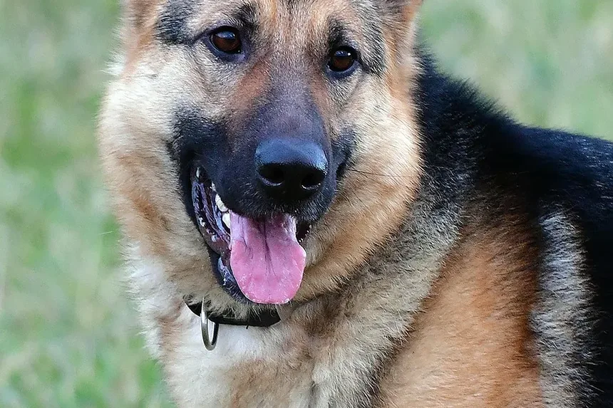 Tratamento de Condições de Pele em Cães: Um Guia Completo