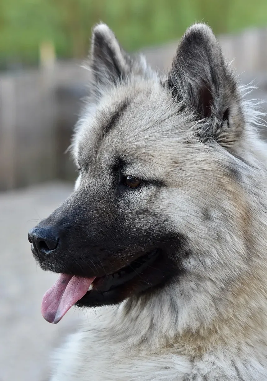 O Que Fazer Se Meu Cão Está Urinando Sangue: Um Guia Completo