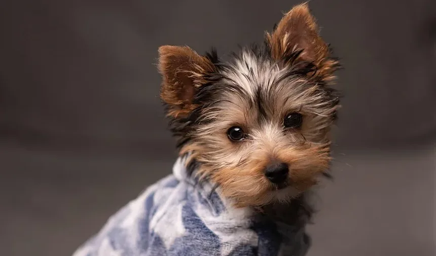 O Que Fazer Se Meu Cão Está Urinando Sangue: Um Guia Completo