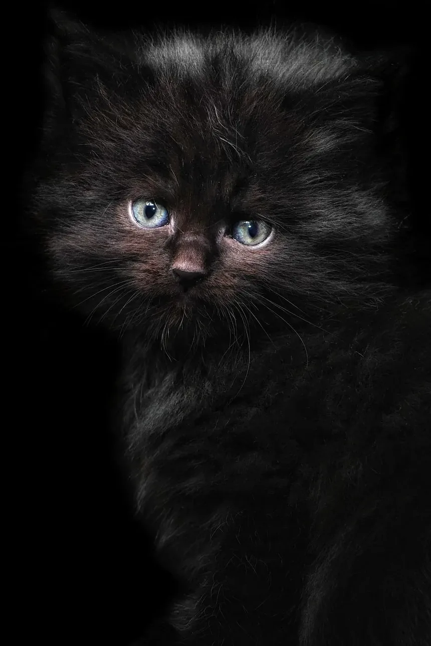 Quais Vacinas Meu Gatinho Precisa no Reino Unido?
