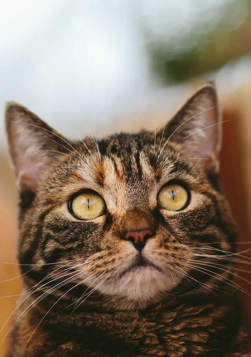 Quais Vacinas Meu Gatinho Precisa no Reino Unido?