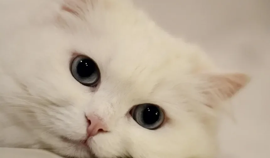 Quais Vacinas Meu Gatinho Precisa no Reino Unido?