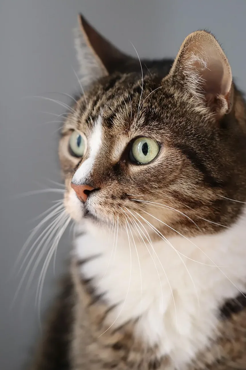 Quando Vacinar Meu Gatinho: Um Guia Completo