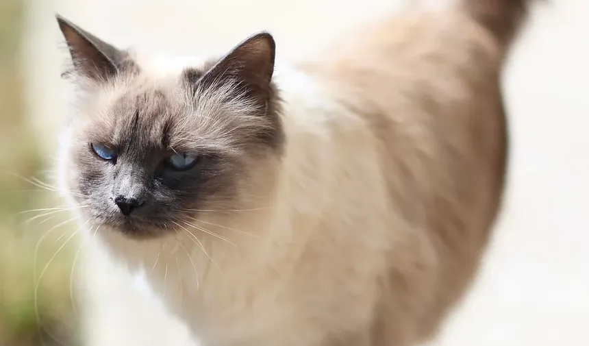Quando Vacinar Meu Gatinho: Um Guia Completo