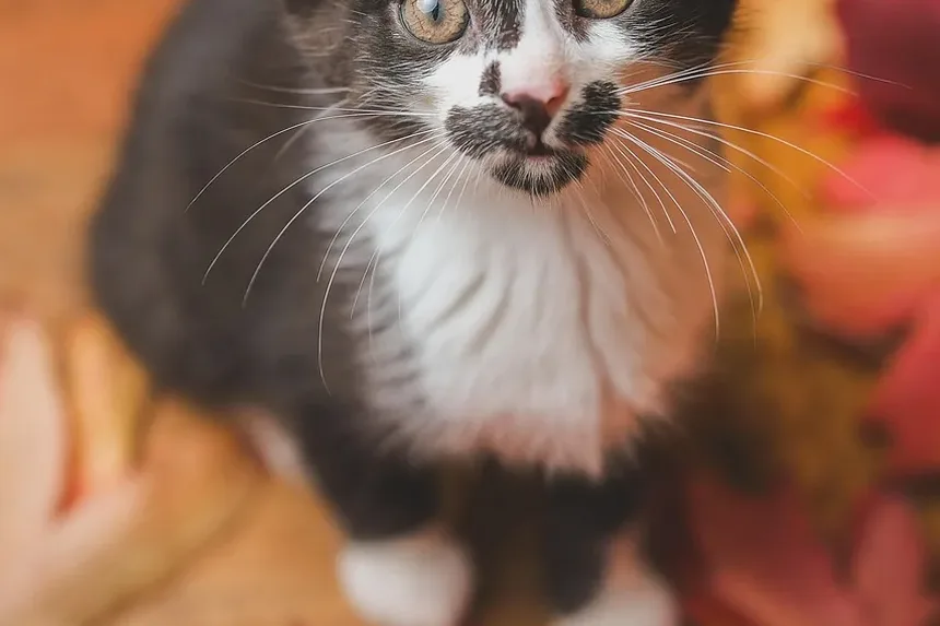 Quando Vacinar Meu Gatinho: Um Guia Completo