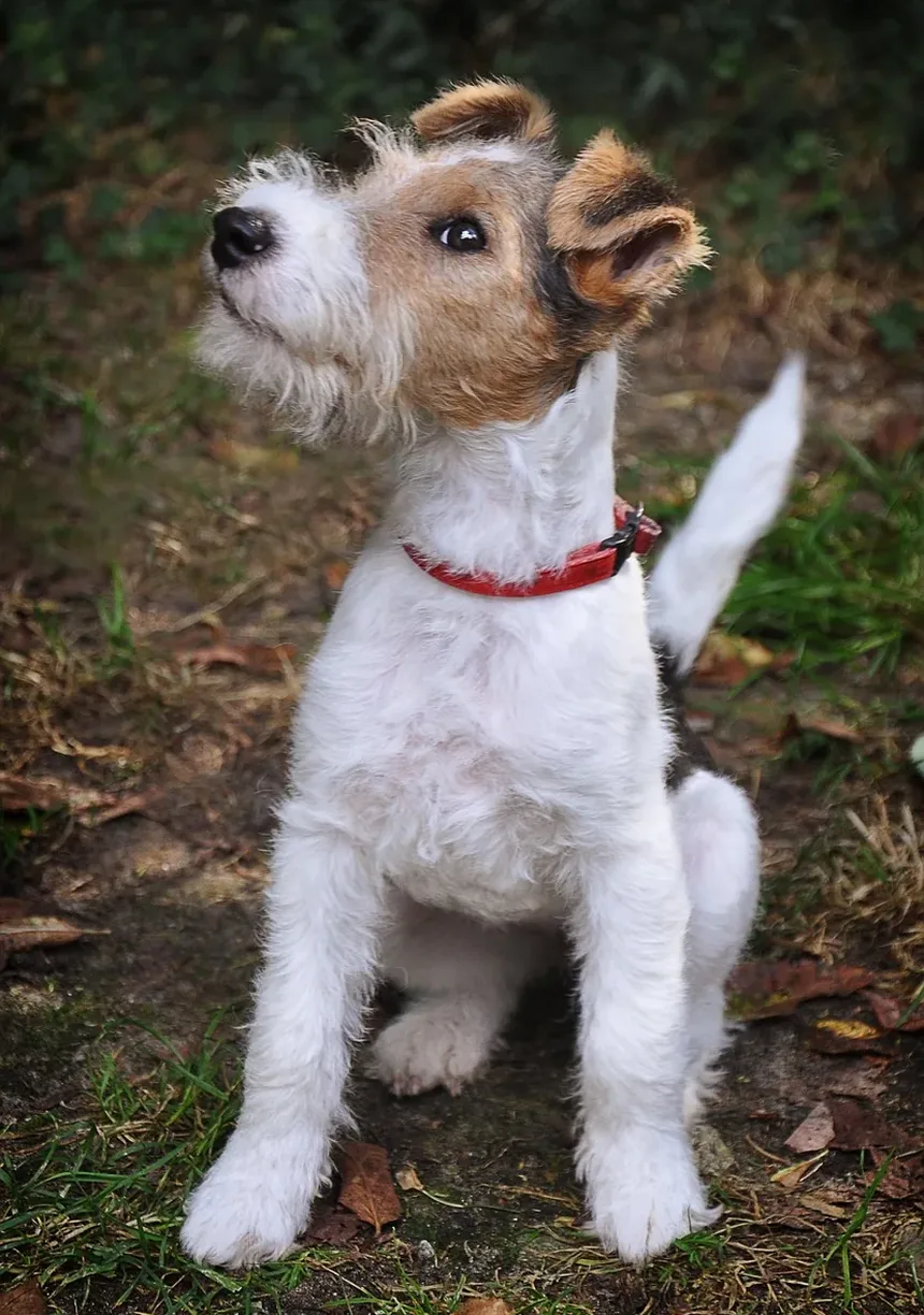 Por Que Meu Cachorro Me Encarra? Entendendo o Comportamento Canino