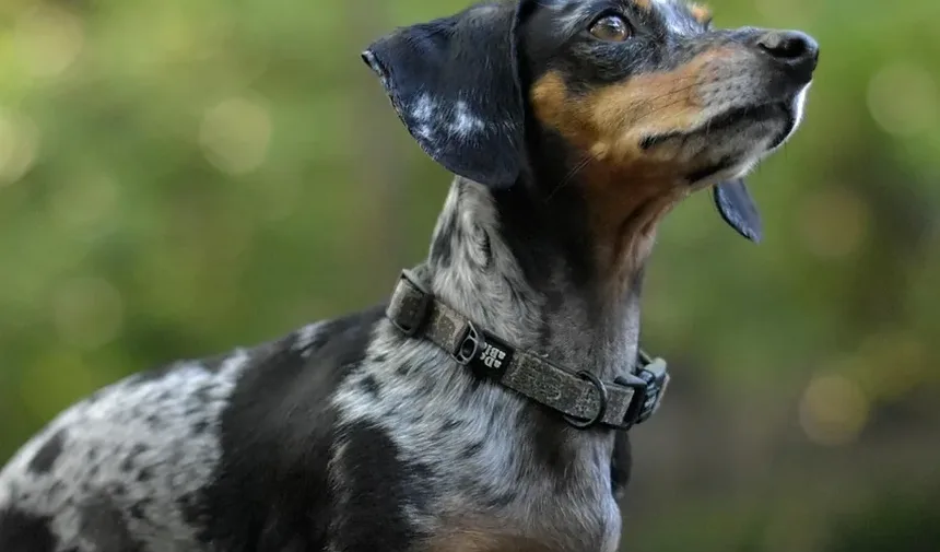 Por Que Meu Cachorro Me Encarra? Entendendo o Comportamento Canino
