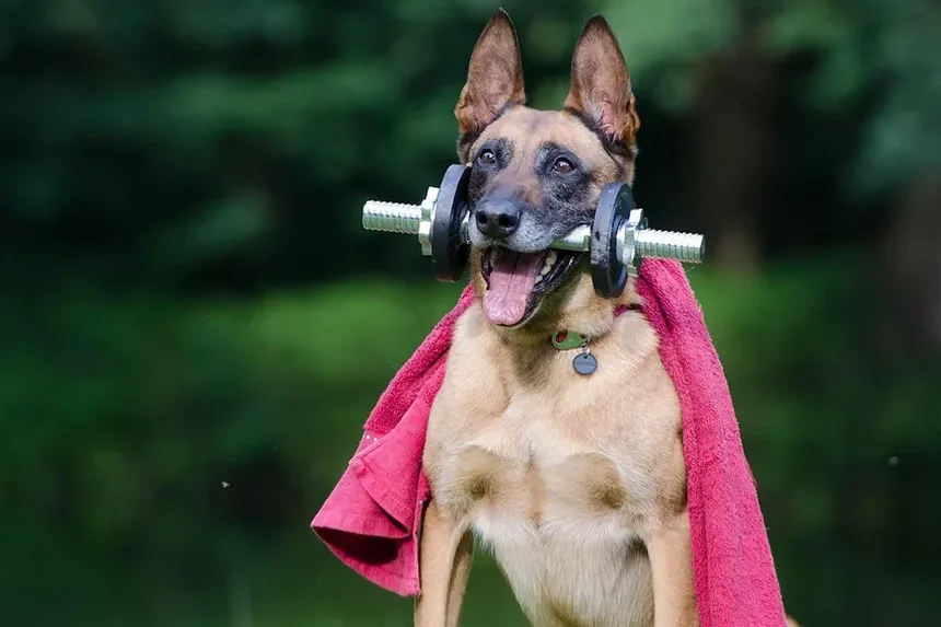 Por Que Meu Cachorro Me Encarra? Entendendo o Comportamento Canino