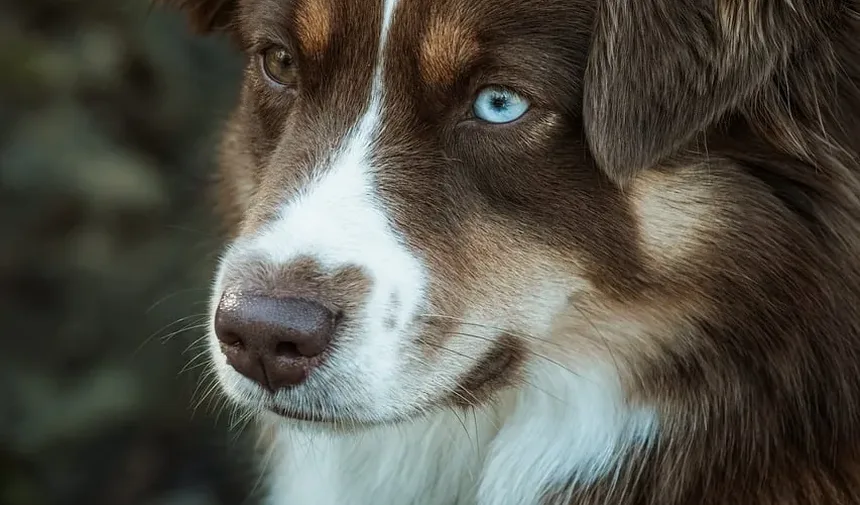 Por que minha cadela está choramingando constantemente à noite?