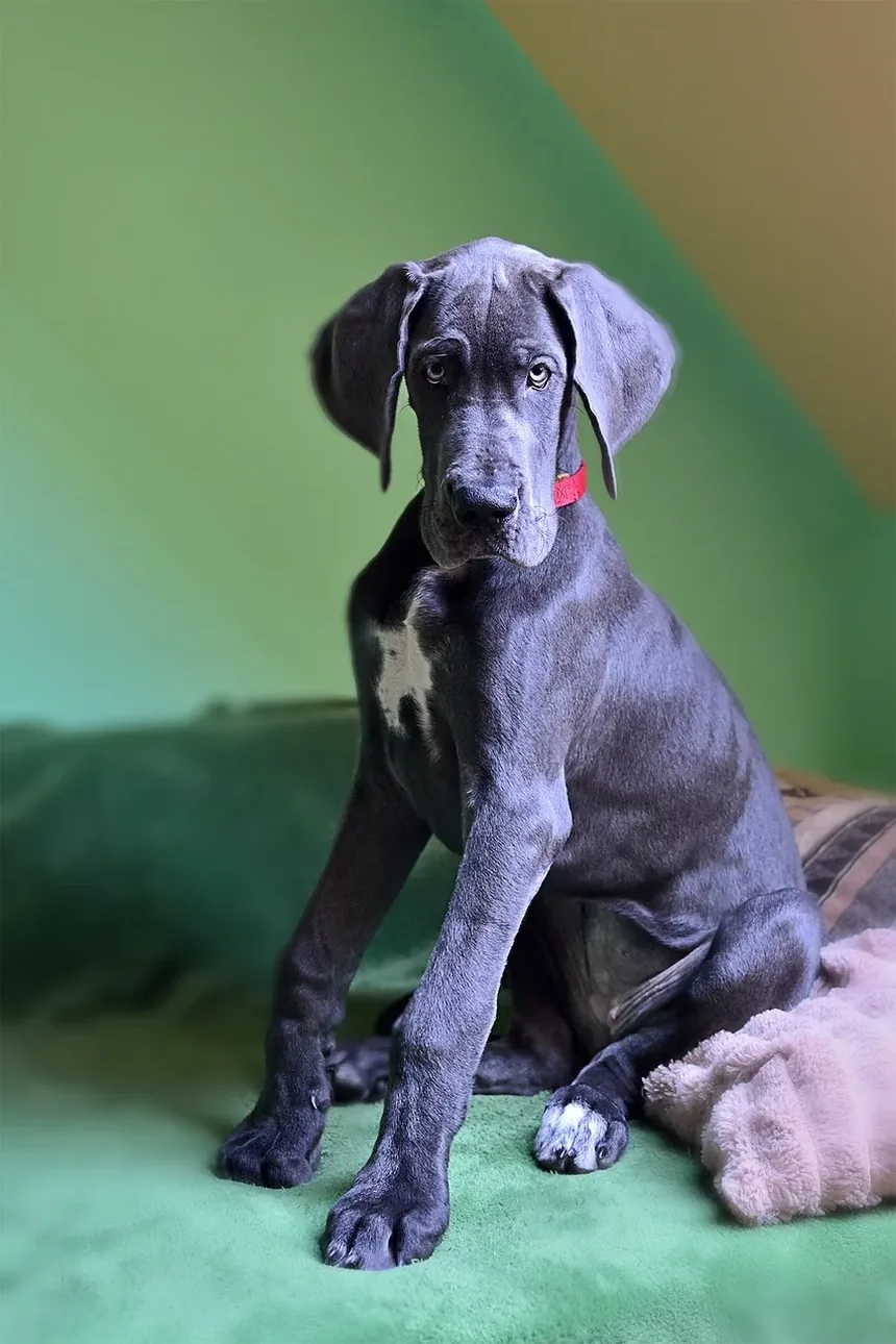 O Trazodona Vai Ajudar Meu Cão a Dormir Após a Cirurgia?