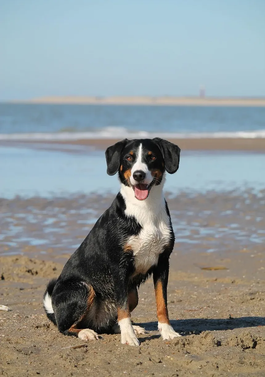 O Trazodona Vai Ajudar Meu Cão a Dormir Após a Cirurgia?