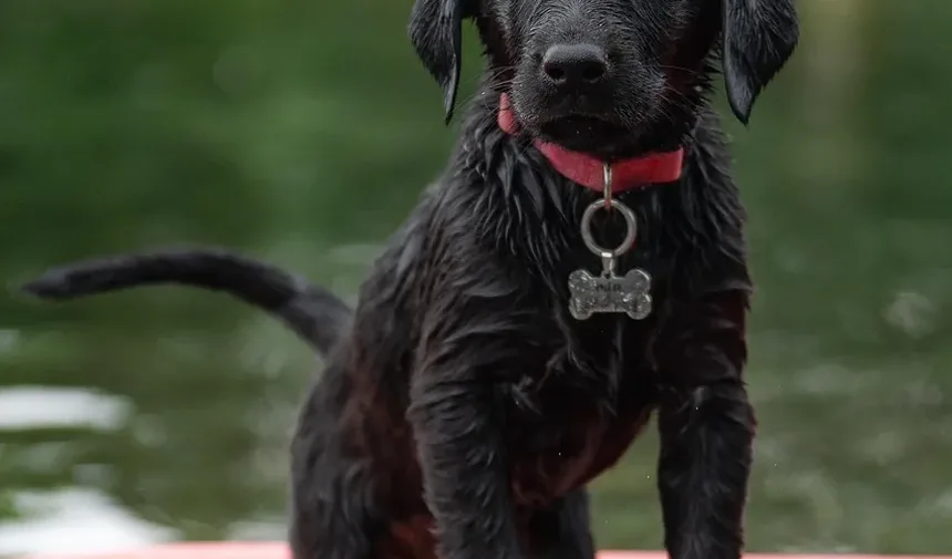 O Trazodona Vai Ajudar Meu Cão a Dormir Após a Cirurgia?