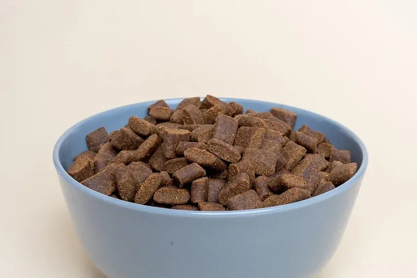 O Trazodona Vai Ajudar Meu Cão a Dormir Após a Cirurgia?